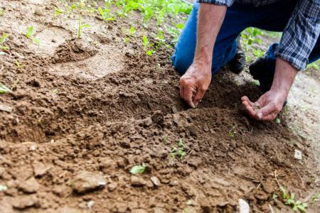 Grupul Norofert lansează o nouă linie de îngrășăminte organice și inputuri bio pentru grădinărit și fermieri mici