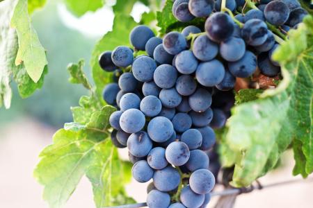 Fungicides